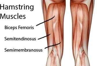 The quadriceps femoris is a group of 4 muscles that make up your anterior thigh.