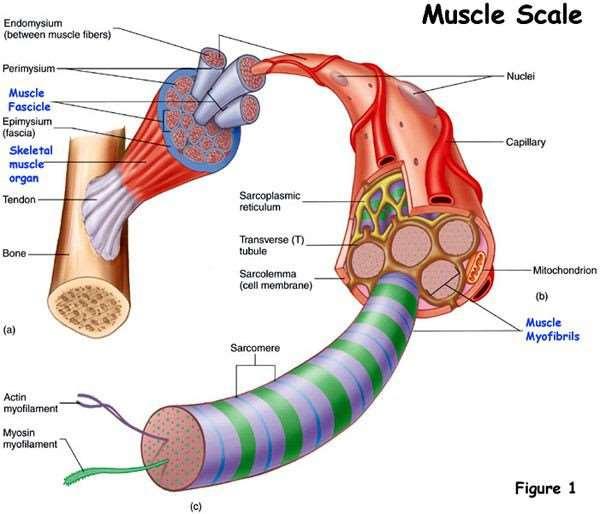 Skeletal Muscle.Structure 1.2.