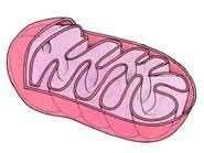 Mitochondrion Ultrastructure 3.3.2 - Annotate a diagram of the ultrastructure of a mitochondrion.