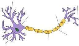 4.1.1 - Label a diagram of a motor neuron.