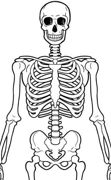 Axial Skeleton Overview 1.1.1 - Distinguish anatomically between the axial and appendicular skeleton.