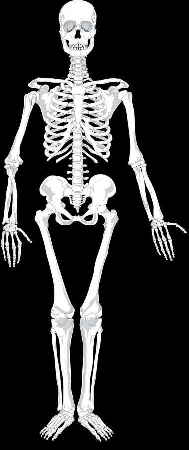 Appendicular Skeleton 1.1.1 - Distinguish anatomically between the axial and appendicular skeleton.