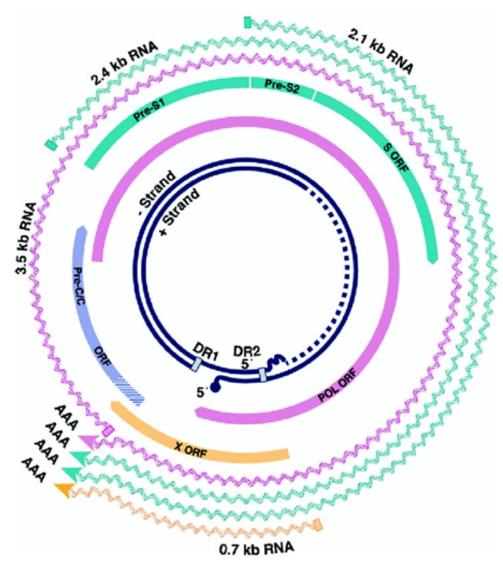 Organization of the HBV genome makes it ideal for RNAi 5 viral mrnas 3.5 kb pre-genomic RNA 3.5 kb pre-core mrna 2.4 kb pre-s1 mrna 2.1 kb pre-s2/s mrna 3.2 kb 0.