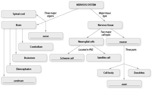 B. Concept Mapping 1. Fill in the blanks to complete this concept map outlining the organization of the nervous system. axon cerebrum nerve neuron Schwann cell 2.