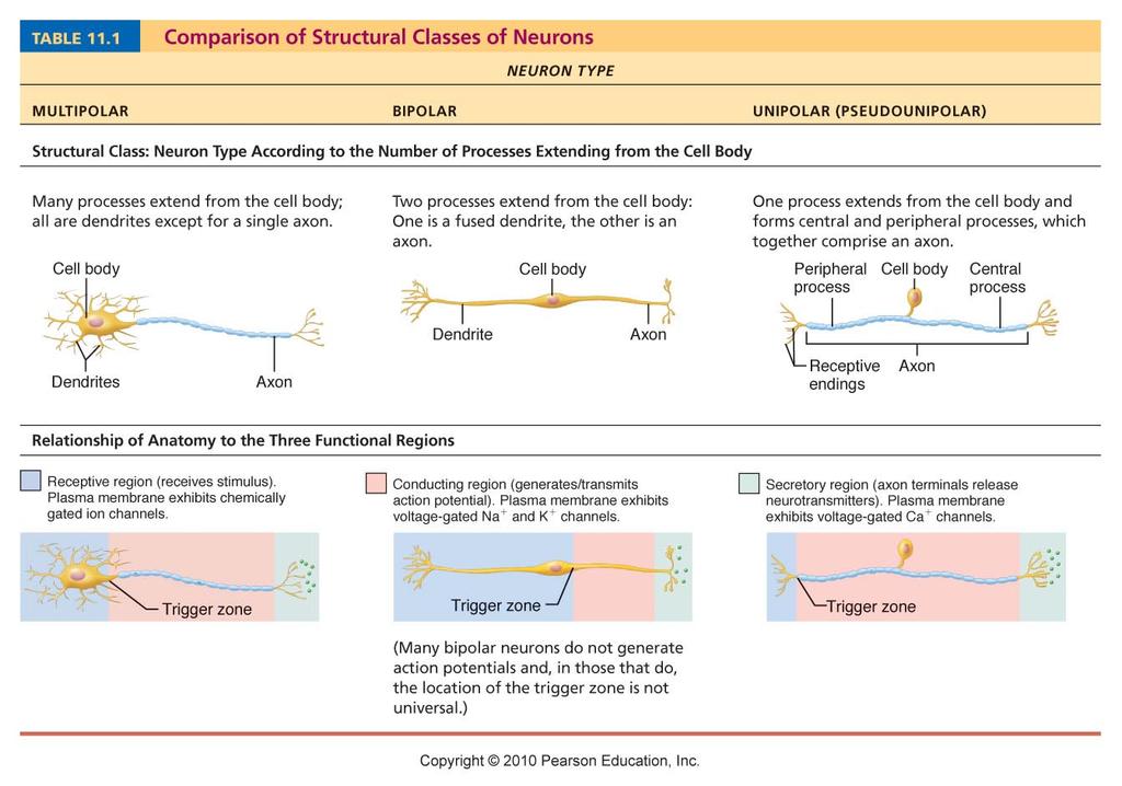 Structural Classifica?on of Neurons Three types: 1.
