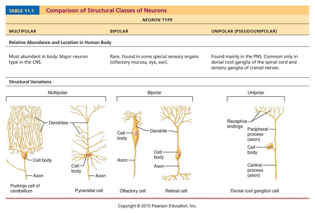 , re?nal neurons Structural Classifica?on of Neurons 3.