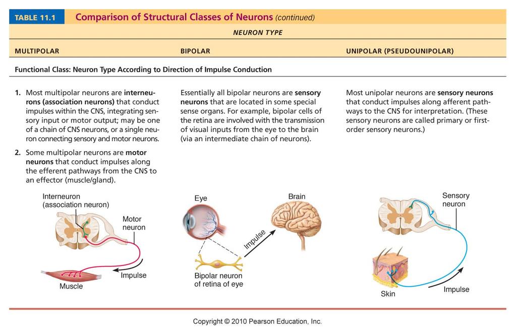 Func?onal Classifica?on of Neurons Three types: 1. (afferent) Transmit impulses from sensory receptors toward the CNS 2.