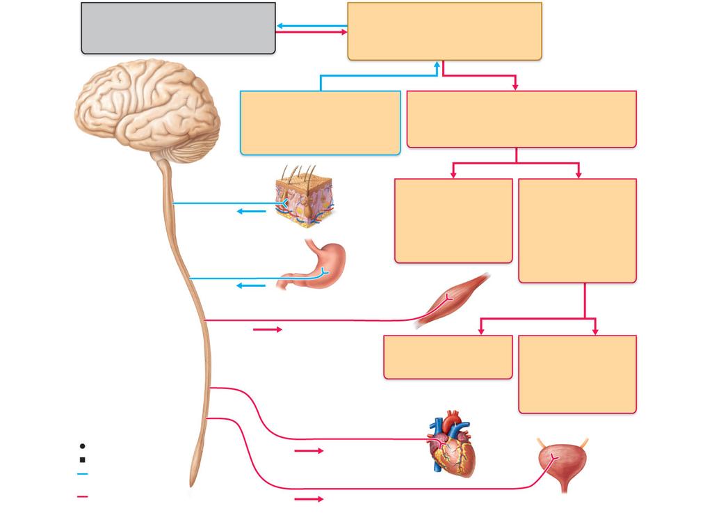 Peripheral Nervous System (PNS) Two func?onal divisions 1. Sensory (afferent) division Soma?