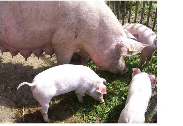 TECHNICAL NOTE Challenges and solutions to problems in pork quality Friedrich Weißmann About Meat quality is not particularly well served by modern pig breeding programs.