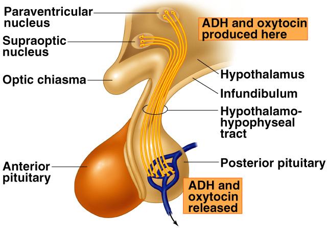 Hypothalamic Control of Posterior Pituitary Hypothalamus neuron cell bodies produce ADH: supraoptic nuclei Oxytocin: paraventricular