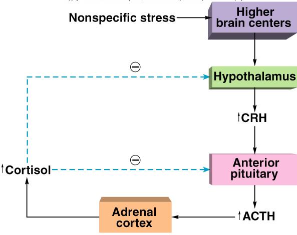 Stress and Adrenal Gland Non-specific response to stress produces the general adaptation syndrome (GAS) Alarm phase: Adrenal
