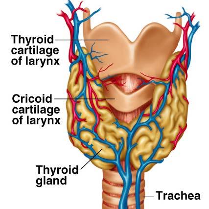 Thyroid Hormones Thyroid gland is located just below the larynx Thyroid is the largest of the