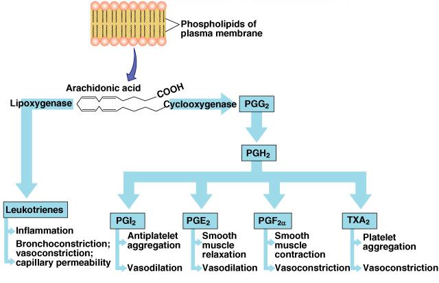 Inhibitors of prostaglandin synthesis Non-steroidal anti-inflammatory drugs (NSAIDS)