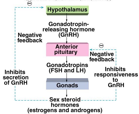 Short feedback loop: Retrograde transport of blood from anterior pituitary to the hypothalamus Hormone released by anterior