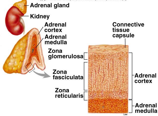Adrenal cortex does not receive neural innervation Must be stimulated hormonally (ACTH)