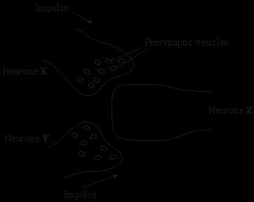 (d) Figure 4 shows two neurones, X and Y, which each have a synapse with neurone Z. Figure 4 Neurone X releases acetylcholine from its presynaptic vesicles.