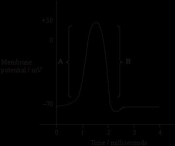 Q4. The graph shows the electrical changes measured across the plasma membrane of an axon during the passage of a single action potential.