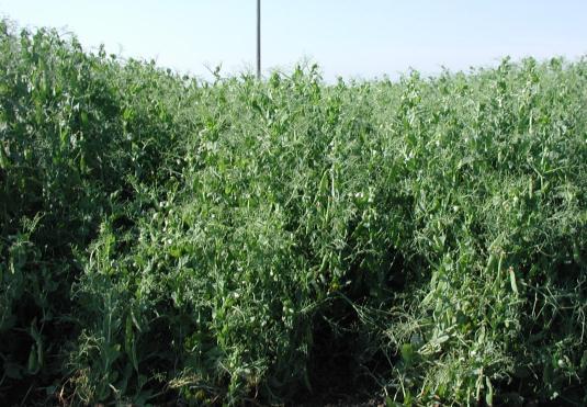 Effects of Processing Field Peas on Performance and Carcass Characteristics of Feedlot Heifers Vern Anderson and Jon Schoonmaker NDSU Carrington Research Extension Center Summary North Dakota leads