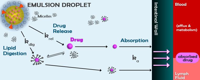 4 Drug Release from emulsions When a drug is introduced into body, it is thought to follow the following sequence: dissolution of drug from solid form into the solution, gastrointestinal fluid in