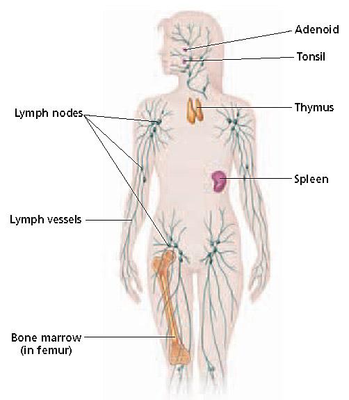 Specific Defense: The Immune System The immune system includes the cells and tissues that recognize and