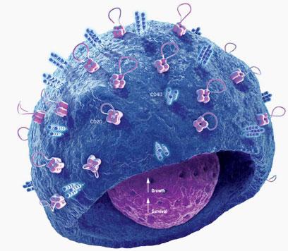 Each part of the immune system plays a special role in defending the body against pathogens.