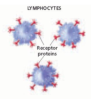 Recognizing Pathogens Because the lymphocytes do not recognize the antigen, they start a specific attack known