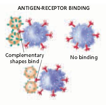 Recognizing Pathogens An antigen has a complementary threedimensional shape that allows the receptor protein to bind to it.