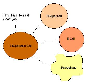 Cell-Mediated Immune Response Also produced during the cell-mediated immune response is a type of T cell called the