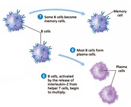 Humoral Immune Response The humoral immune response involves the action of B cells and occurs when antibodies are activated within body