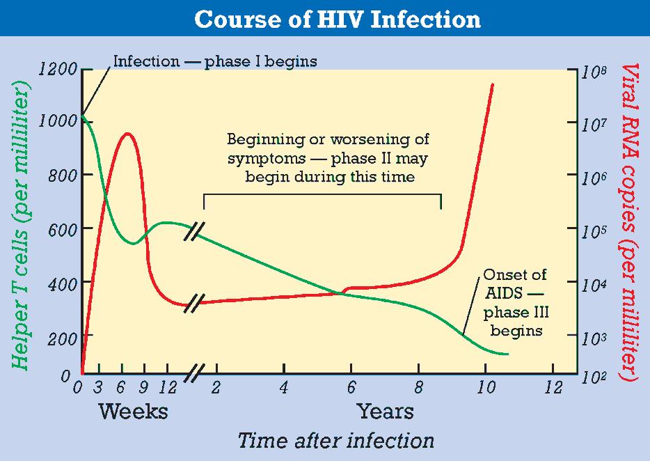The Course of HIV Infection Phase III, continued AIDS is also diagnosed if an opportunistic infection has developed.