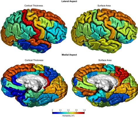 pairs Vertex-Wide Cortical Thickness