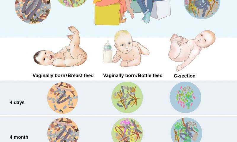 Mode of feeding greatly affects development of gut microbiota in early life Breast milk contains immunoglobulins (IgA, IgG)