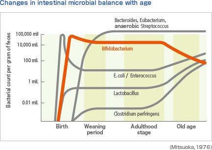 Solids introduction From Bifidobacteriumdominant to Bacteroidetes & Firmicutes 2.