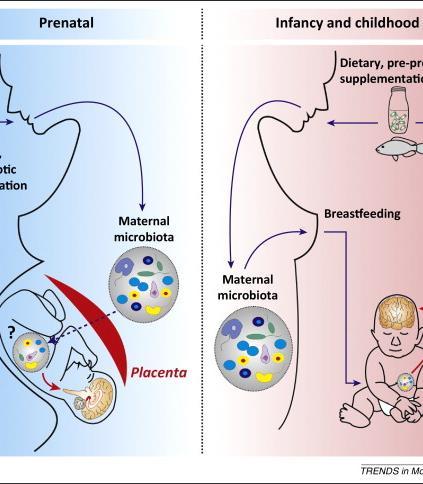 Early life microbiome: implications in human health Excess host adiposity Protect against