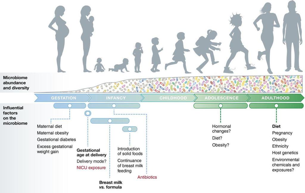 Development of human gut microbiota: Who s born first, baby or it s