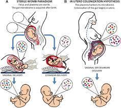 Fetus colonization Dogma challenged: fetus resides in a sterile environment Microbes that colonize fetus: pregnancy outcome, future health status of neonate Prevotella,