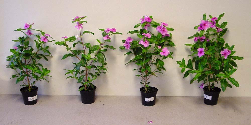 Representative plants of Vinca Tall Rosea