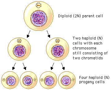 Name Class Date *PACKET NOTES & WORKSHEETS LAB GRADE MEIOSIS is specialized cell division resulting in cells with the genetic material of the parents Sex cells called have exactly set of chromosomes,