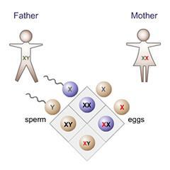 Day 5: Non- Mendelian Genetics: SEX- LINKED TRAITS A. Determining Sex 1. Humans have a number of chromosomes or 2. 22 of the pairs are autosomes, they are the for males and females 3.