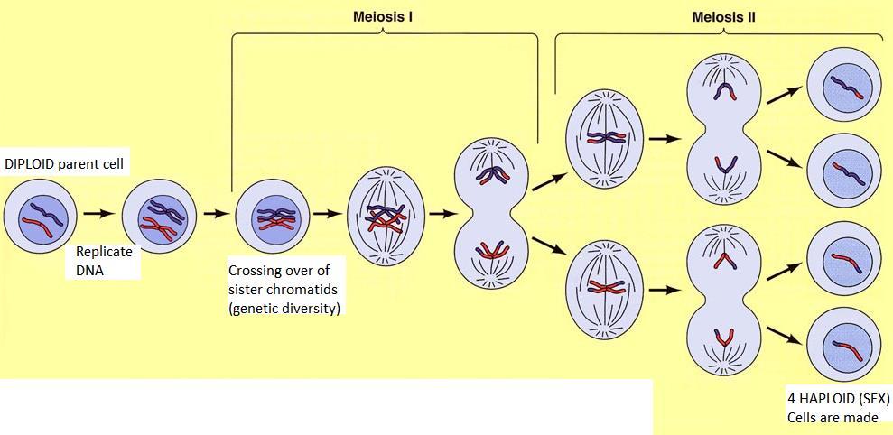 Crossing Over of Chromosomes Crossing over- A process occurring
