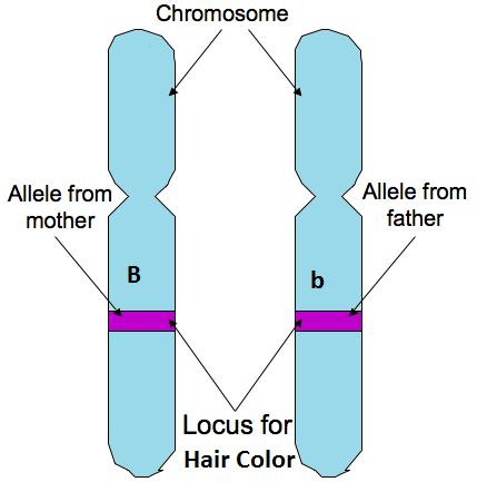 Homozygous- Organisms have alleles for a trait Ex: RR (BIG/BIG) or rr (small/small) J.