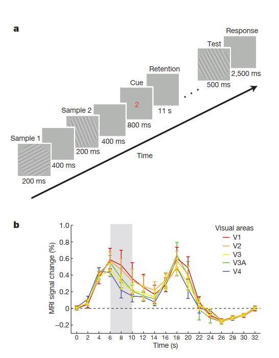 fmri Measure of Brain Activity During Stimulus Trial Harrison, S. A., & Tong, F. (2009). Decoding reveals the contents of visual working memory in early visual areas. Nature, 458, 462 465.