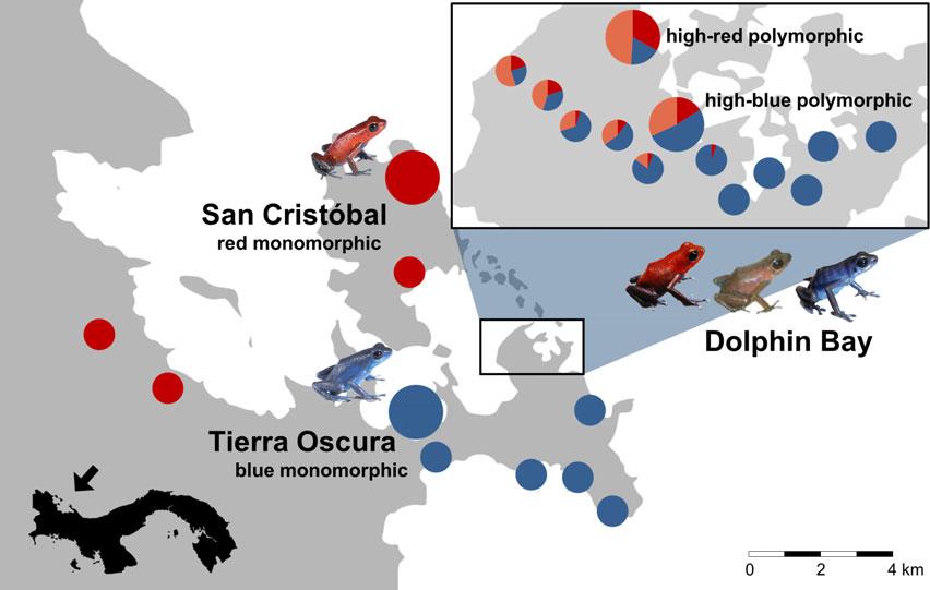 Aggression bias in a polymorphic poison frog 459 Fig. 1 Map showing the transition zone between red and blue populations of Oophaga pumilio in the Bocas del Toro Archipelago, Panama.