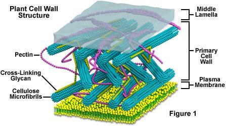 membrane of the cells of