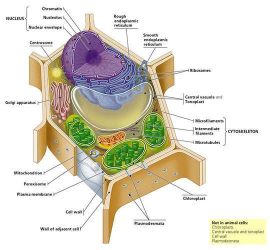 Plant cell walls contain