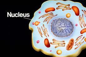 Controls Nucleus Regulates cell function.