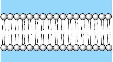 Diffusion through phospholipid bilayer inside cell lipid NH salt 3 sugar aa outside cell Semipermeable H 2 O What