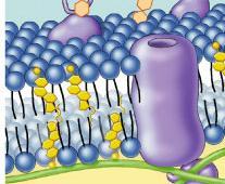 Passive Transport- Facilitated Diffusion Cell membranes have protein channels that act like carriers, making it easier for certain molecules to