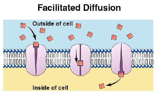 Passive Transport- Facilitated Diffusion It will only occur if there is a higher