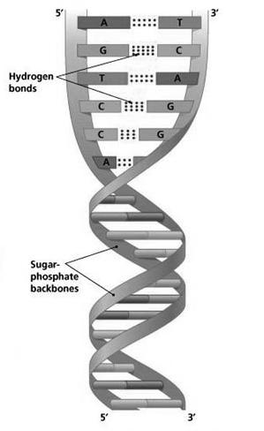 Genes Double-stranded molecules of DNA Four types of nucleotide base - Adenine, Thymine, Cytosine, and Guanine Cells store the hereditary information in DNA http://thapring.